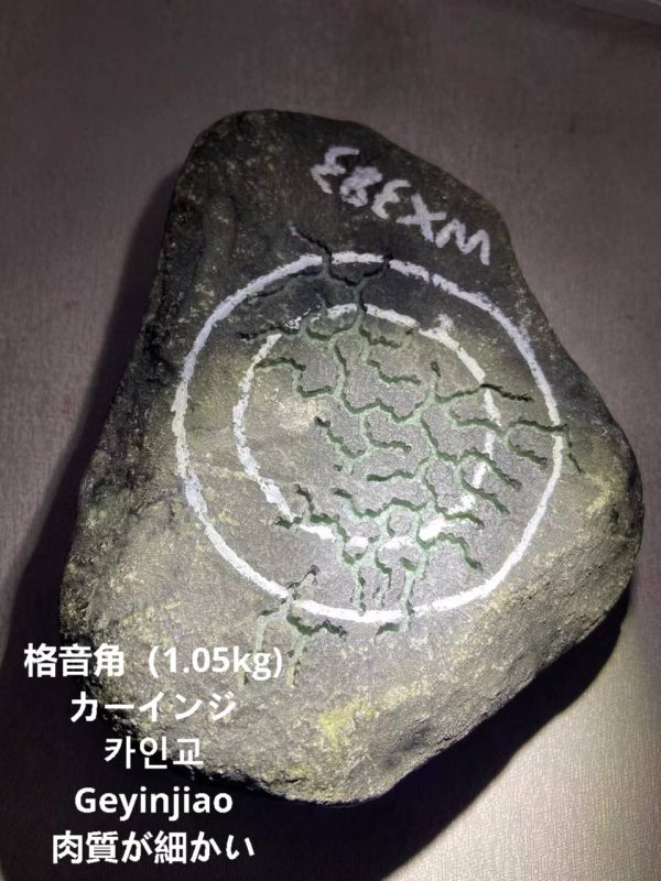 格音角（1.05kg)カーインジ카인교Geyinjiao肉質が細かい